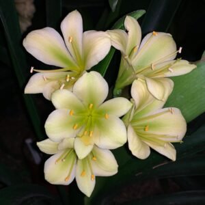Clivia "Hirao" (2)