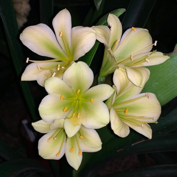 Clivia "Hirao" (2)