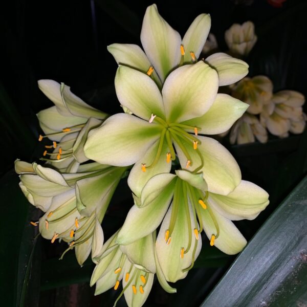 5 Clivia Abrynth x Hirao