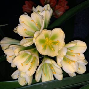 Clivia Yellow x Hirao