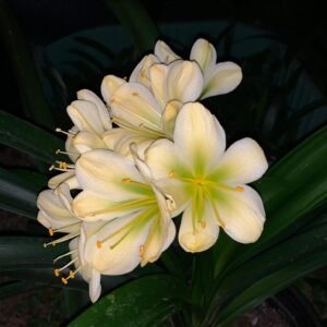 Clivia Hirao (1)