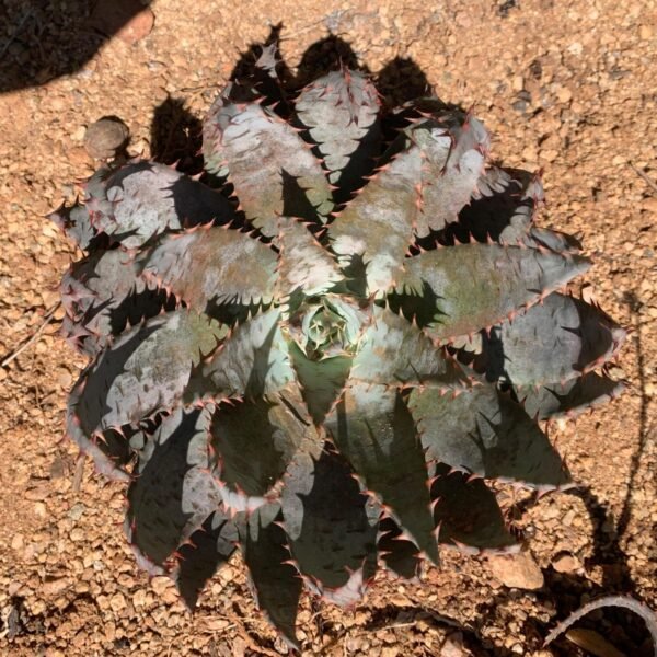 IMG-20251105-WA0016 Aloe peglerae