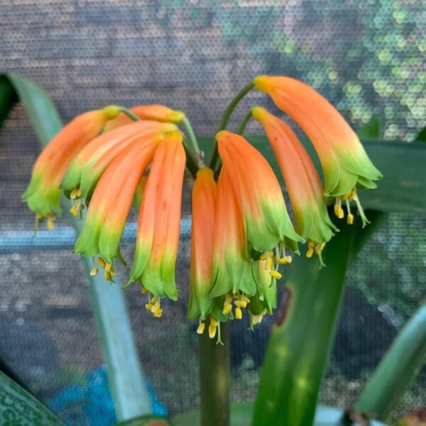 Clivia Gardenii