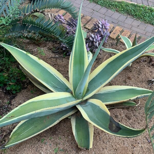 Agave guiengola 'Crème Brûlée'