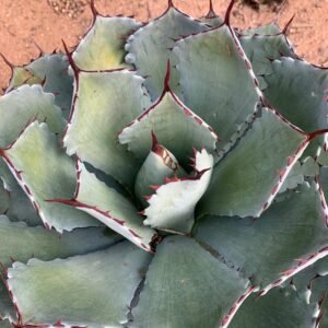 IMG-20251105-WA0022 Agave Potatorum 'Butterfly Agave'