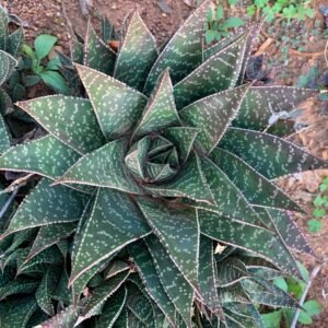 IMG-20251105-WA0023 Gasteria aveo