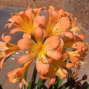Clivia Tipperary Peach