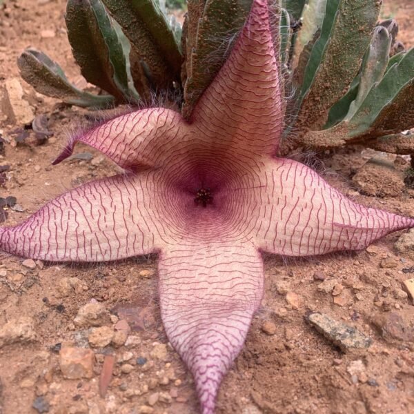 IMG-20251105-WA0026 Stapelia gigantea