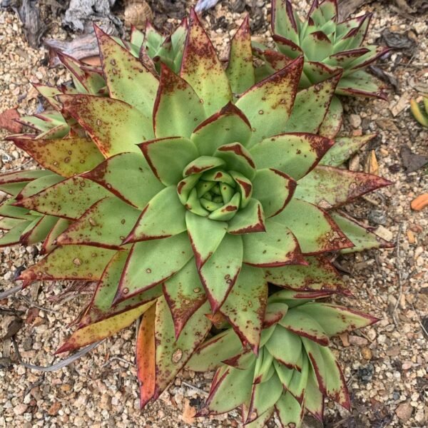 Echevaria agavoides 'Red Lips'
