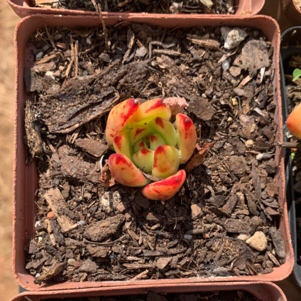 Echevaria agavoides 'Red Lips'
