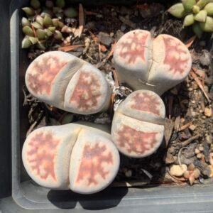 IMG_6246 Lithops sp.