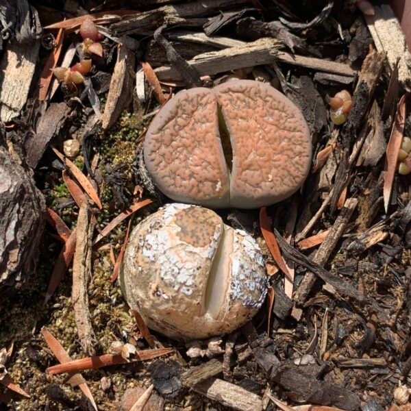 IMG_6248 Lithops sp.