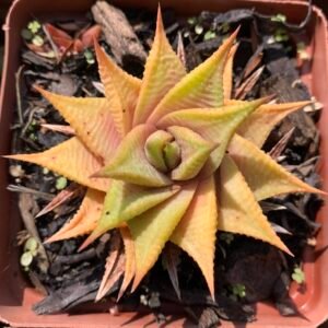 IMG_6270 Haworthiopsis limifolia sp.