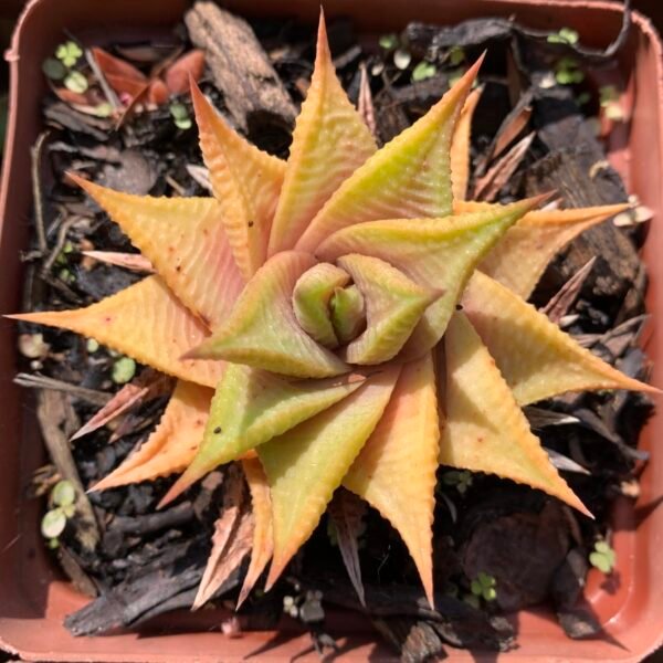 IMG_6270 Haworthiopsis limifolia sp.