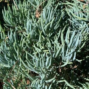 IMG_6290 Senecio mandraliscae āBlue Fingerā