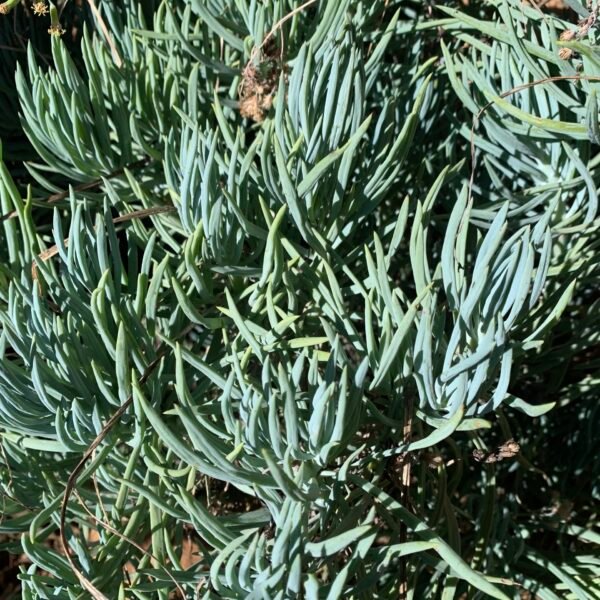 IMG_6290 Senecio mandraliscae “Blue Finger”
