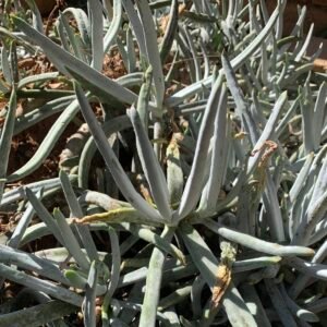 IMG_6291 Cotyledon orbiculata var. oblonga