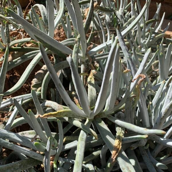 Cotyledon orbiculata var. oblonga