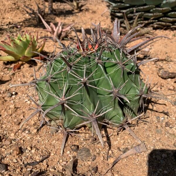 IMG_6301 Ferocactus latispinus