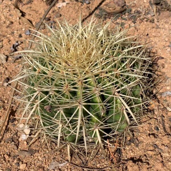 Echinocactus Grusonii ‘Golden Barrel Cactus’