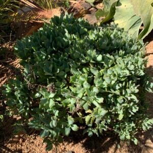 Crassula arborescens 'curly gray'
