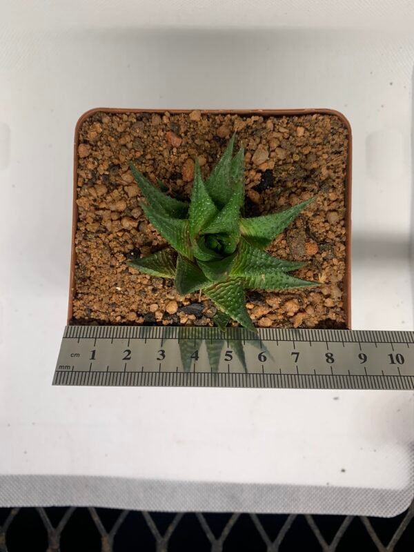 IMG_6521 Haworthiopsis limifolia