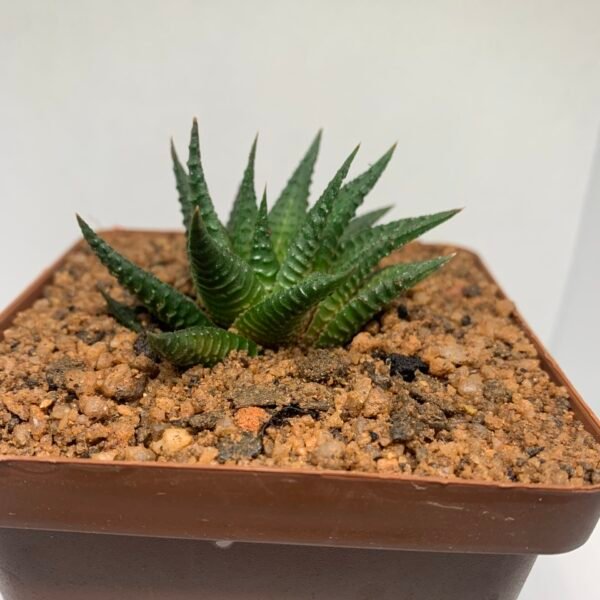 IMG_6523 Haworthiopsis limifolia