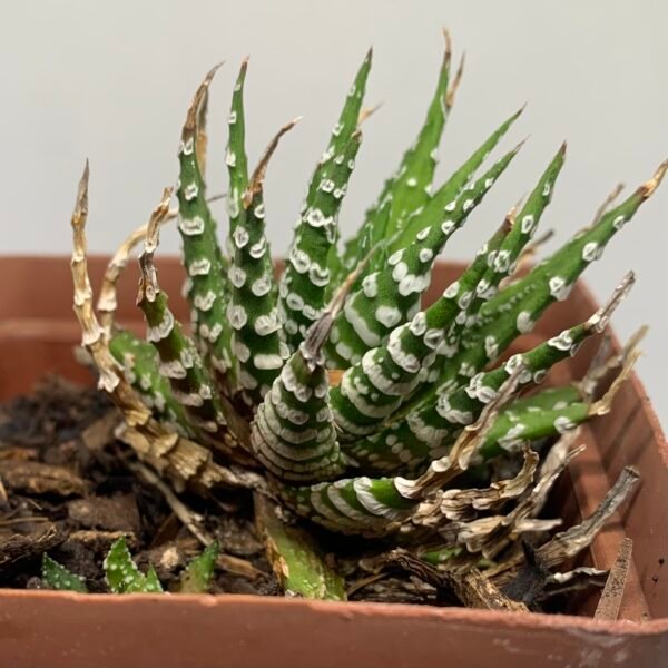 IMG_6524 Tulista pumila 'Donuts'