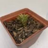 Haworthia viscosa calitzdorp
