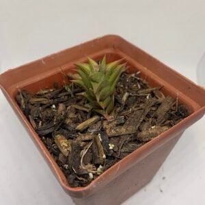 IMG_6526 Haworthia viscosa calitzdorp
