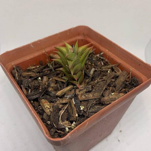 Haworthia viscosa calitzdorp