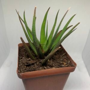 IMG_6528 Haworthia attenuata var. glabrata