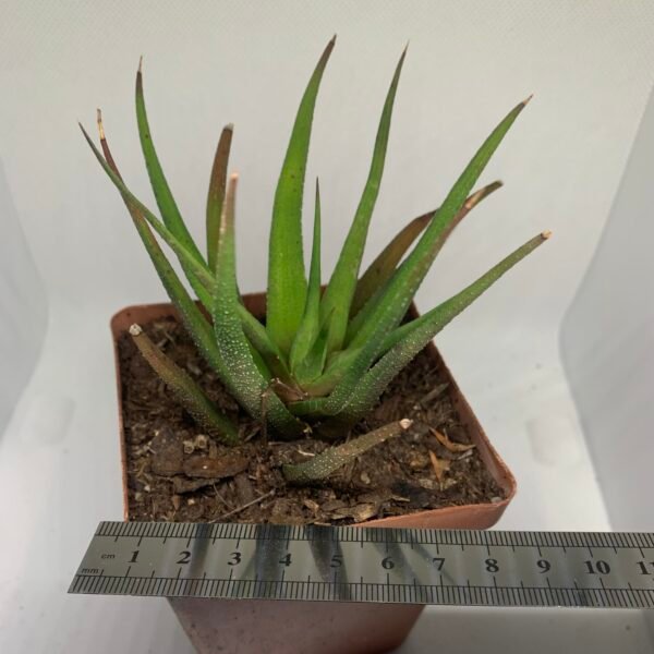 IMG_6529 Haworthia attenuata var. glabrata