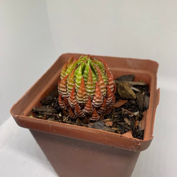 IMG_6535 Haworthiopsis coarctata red sp.