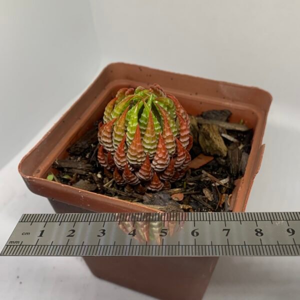 IMG_6536 Haworthiopsis coarctata red sp.