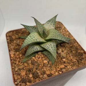 IMG_6537 Haworthia tesselata