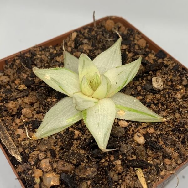 IMG_6539 Haworthia cymbiformis var. setulifera 'Senjo Kan'