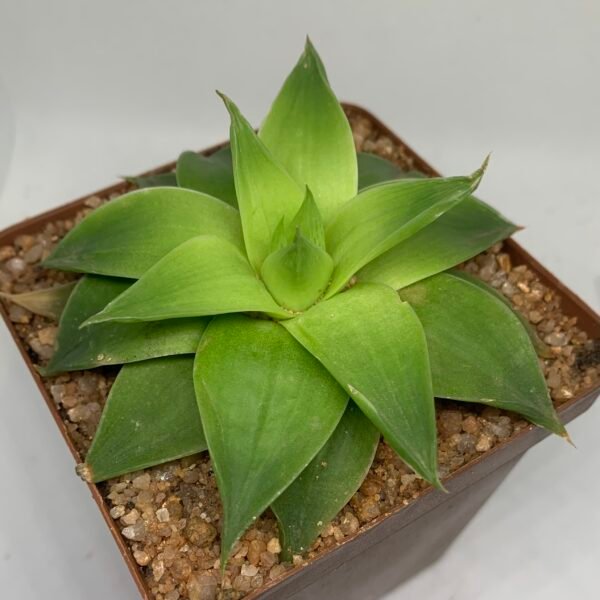 IMG_6541 Haworthia Green Rose