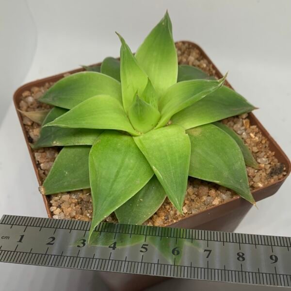 IMG_6542 Haworthia Green Rose