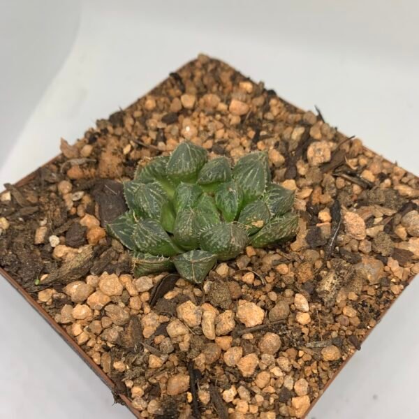 IMG_6543 Haworthia mirrorball