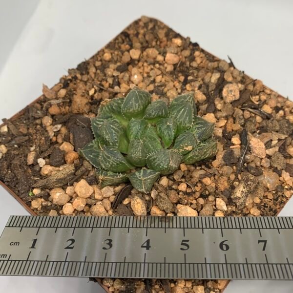 IMG_6545 Haworthia mirrorball