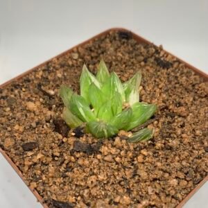 IMG_6546 Haworthia cymbiformis variegated
