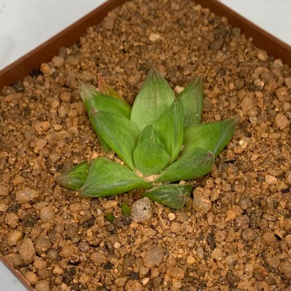 IMG_6552 Haworthia cymbiformis