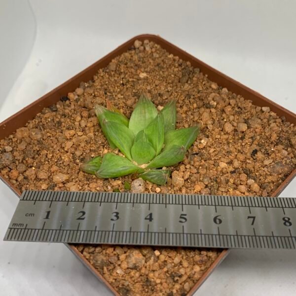IMG_6553 Haworthia cymbiformis