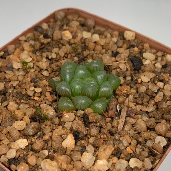 IMG_6556 Haworthia cooperii var. truncata
