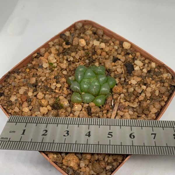 IMG_6557 Haworthia cooperii var. truncata