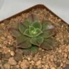 Aeonium Leucoblepharum