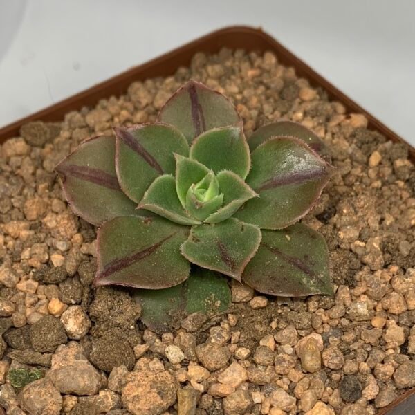 Aeonium Leucoblepharum