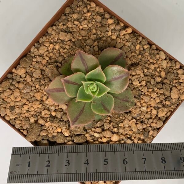 Aeonium Leucoblepharum