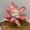 Pachyphytum sp.